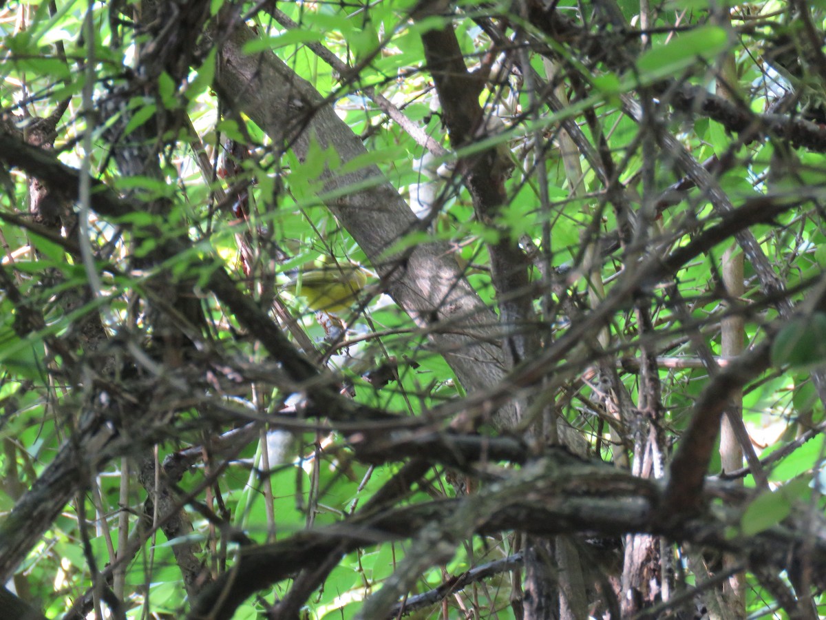 Whistler's Warbler - ML186117111