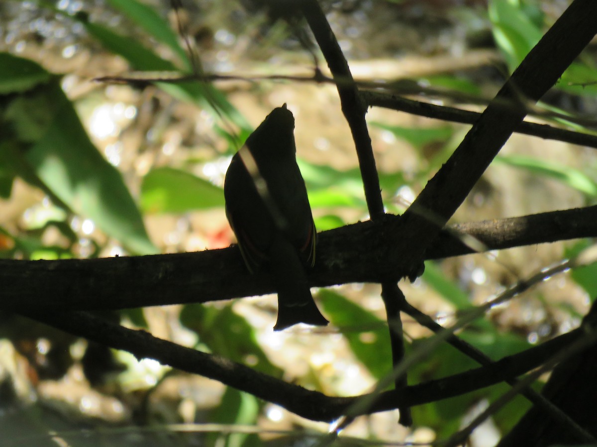 Red-billed Leiothrix - ML186117211