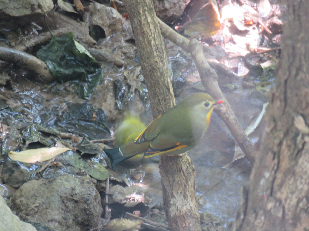 Red-billed Leiothrix - ML186117241