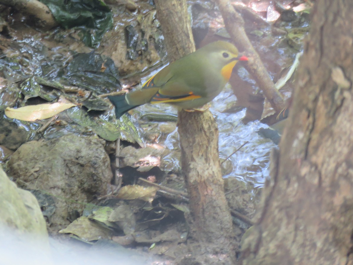 Red-billed Leiothrix - ML186117251