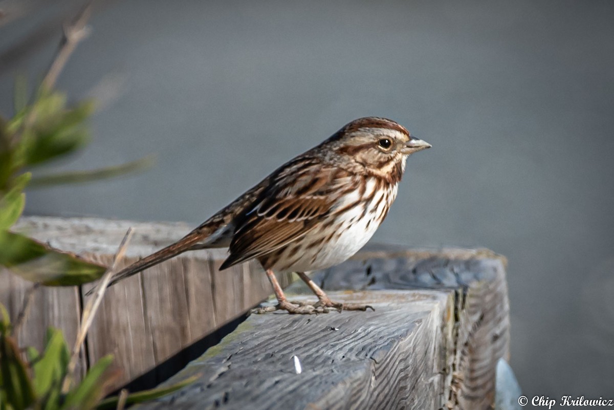 Song Sparrow - ML186117321