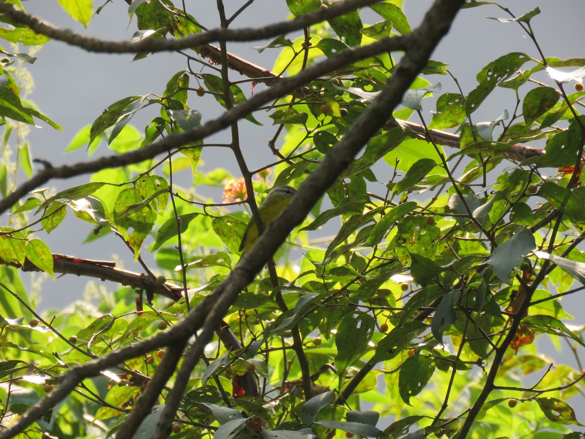 Gray-hooded Warbler - ML186117401