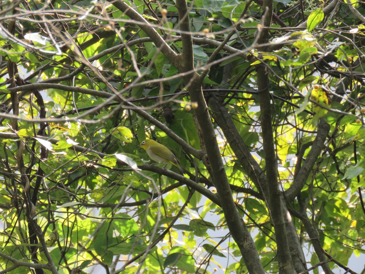 Indian White-eye - ML186117411