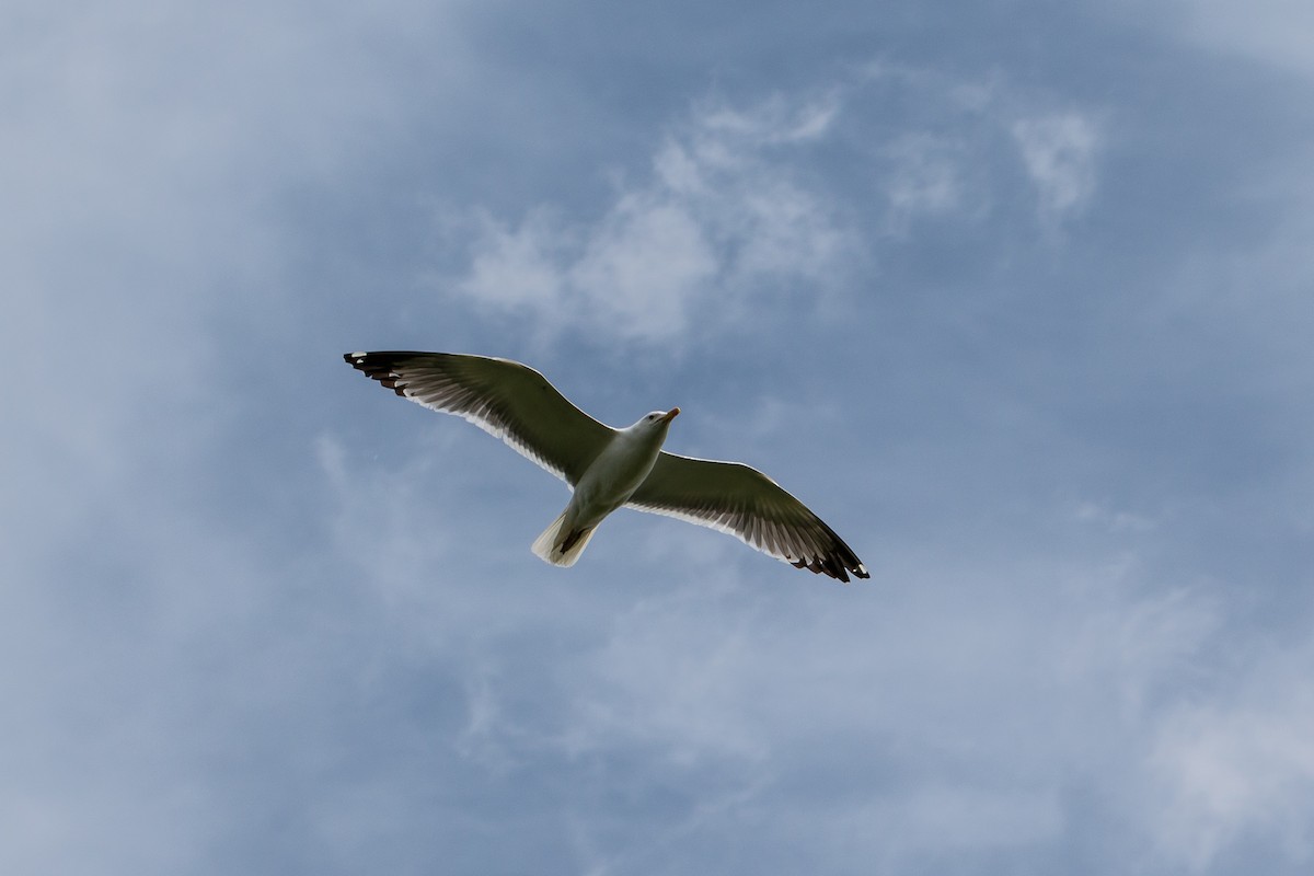 Lesser Black-backed Gull - ML186118931