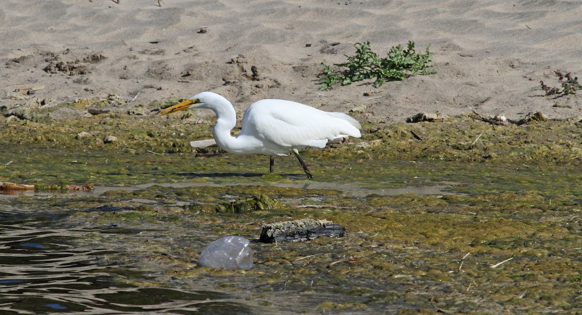 Grande Aigrette (egretta) - ML186120071