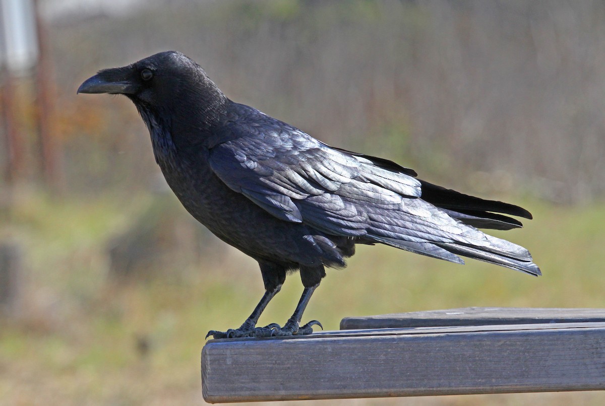 Common Raven - ML186120151