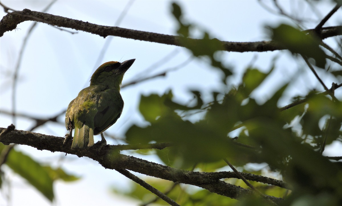 Flame-fronted Barbet - ML186120781