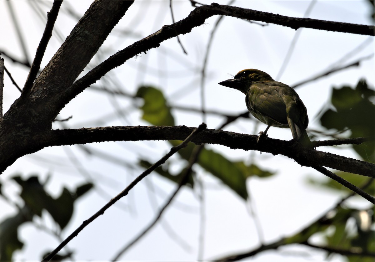 Flame-fronted Barbet - ML186120791