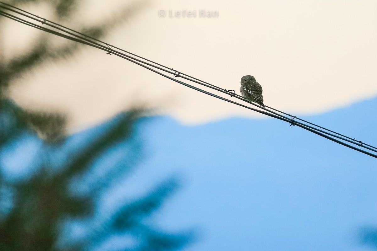 Asian Barred Owlet - ML186121481