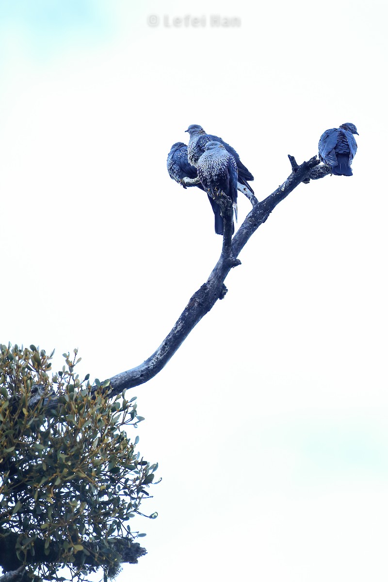 Speckled Wood-Pigeon - ML186121551