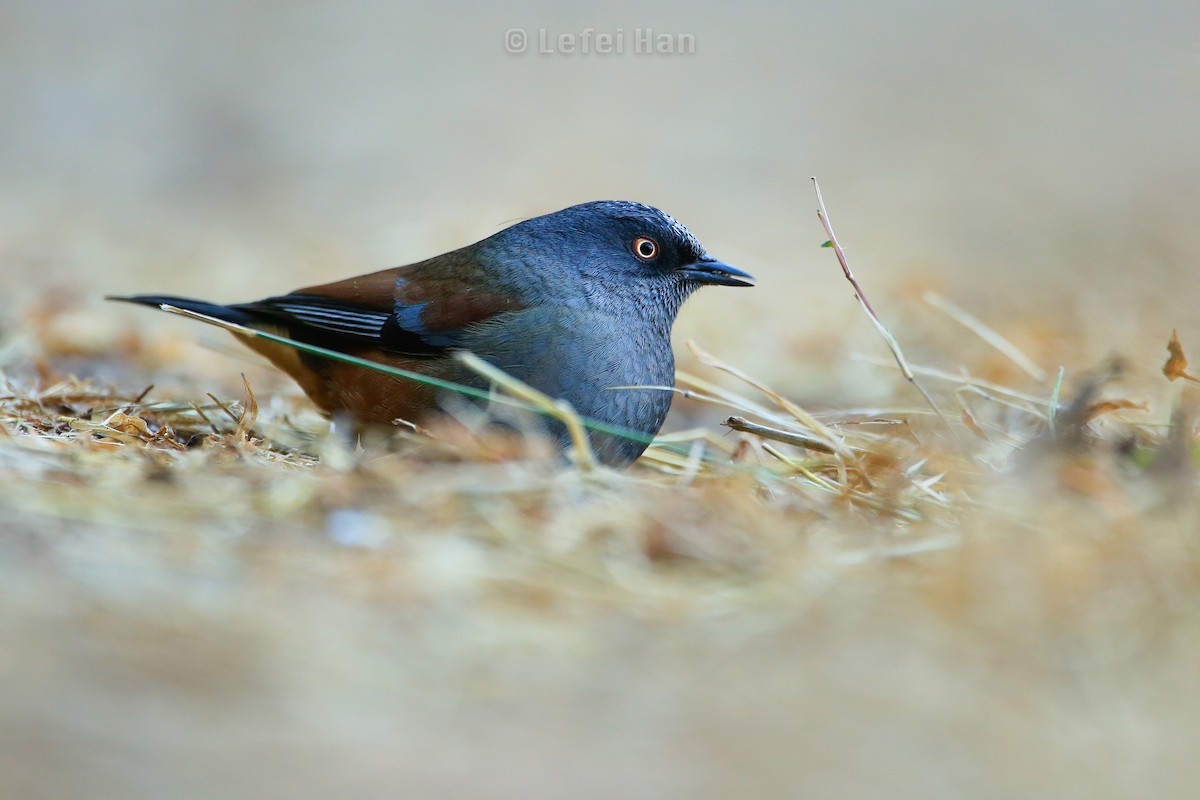 Maroon-backed Accentor - ML186121571