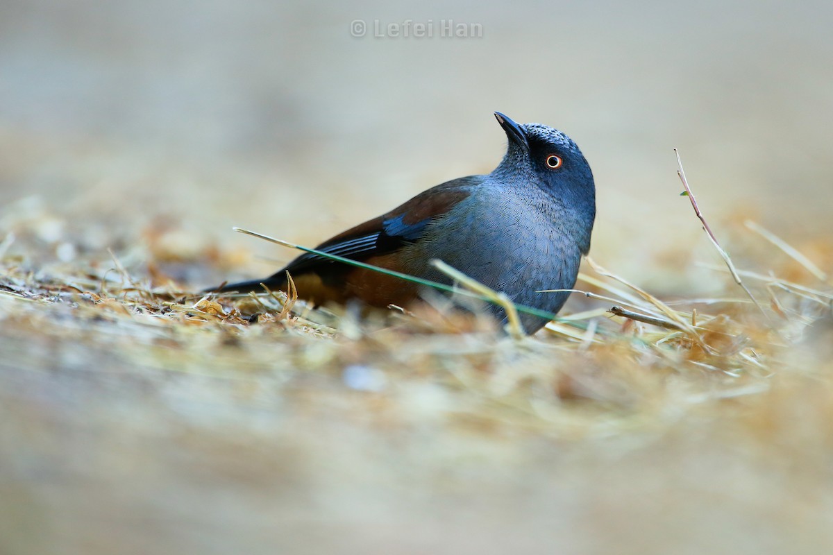 Maroon-backed Accentor - Lefei Han