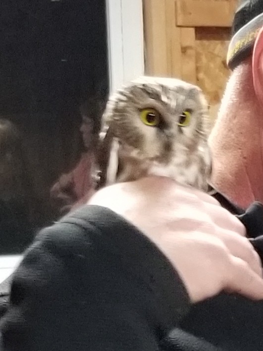 Northern Saw-whet Owl - ML186122951