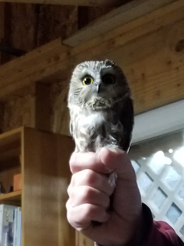 Northern Saw-whet Owl - ML186122961