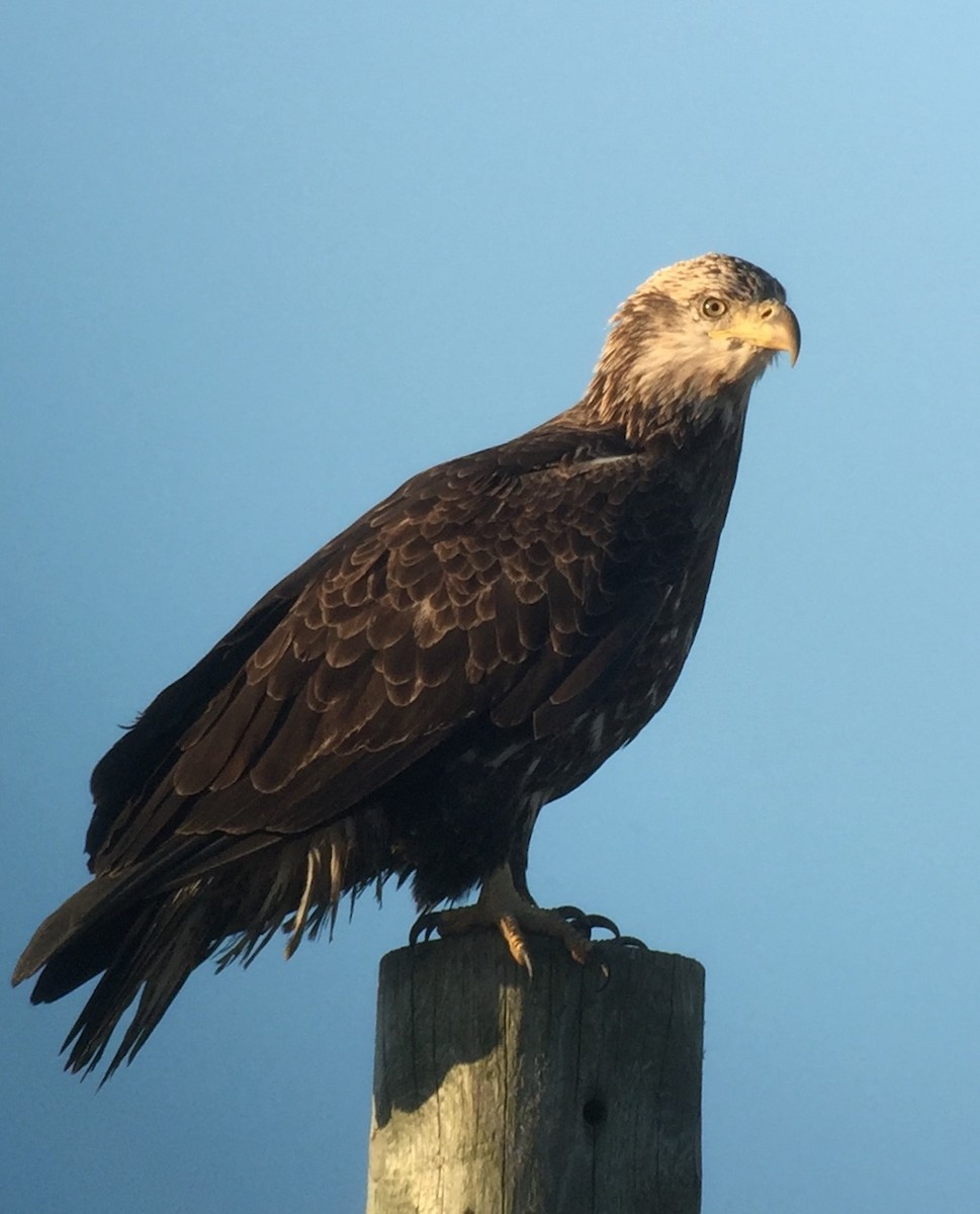 Bald Eagle - ML186123121