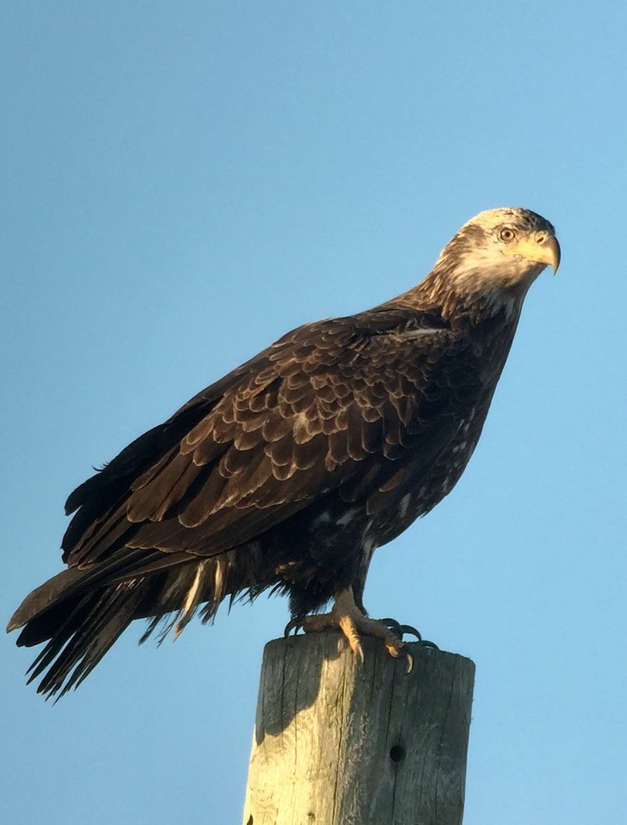 Bald Eagle - Rick Heil