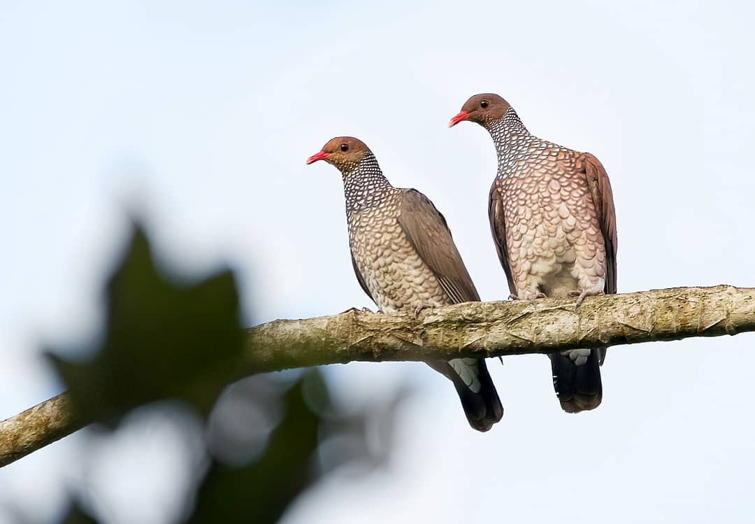 Scaled Pigeon - ML186123621