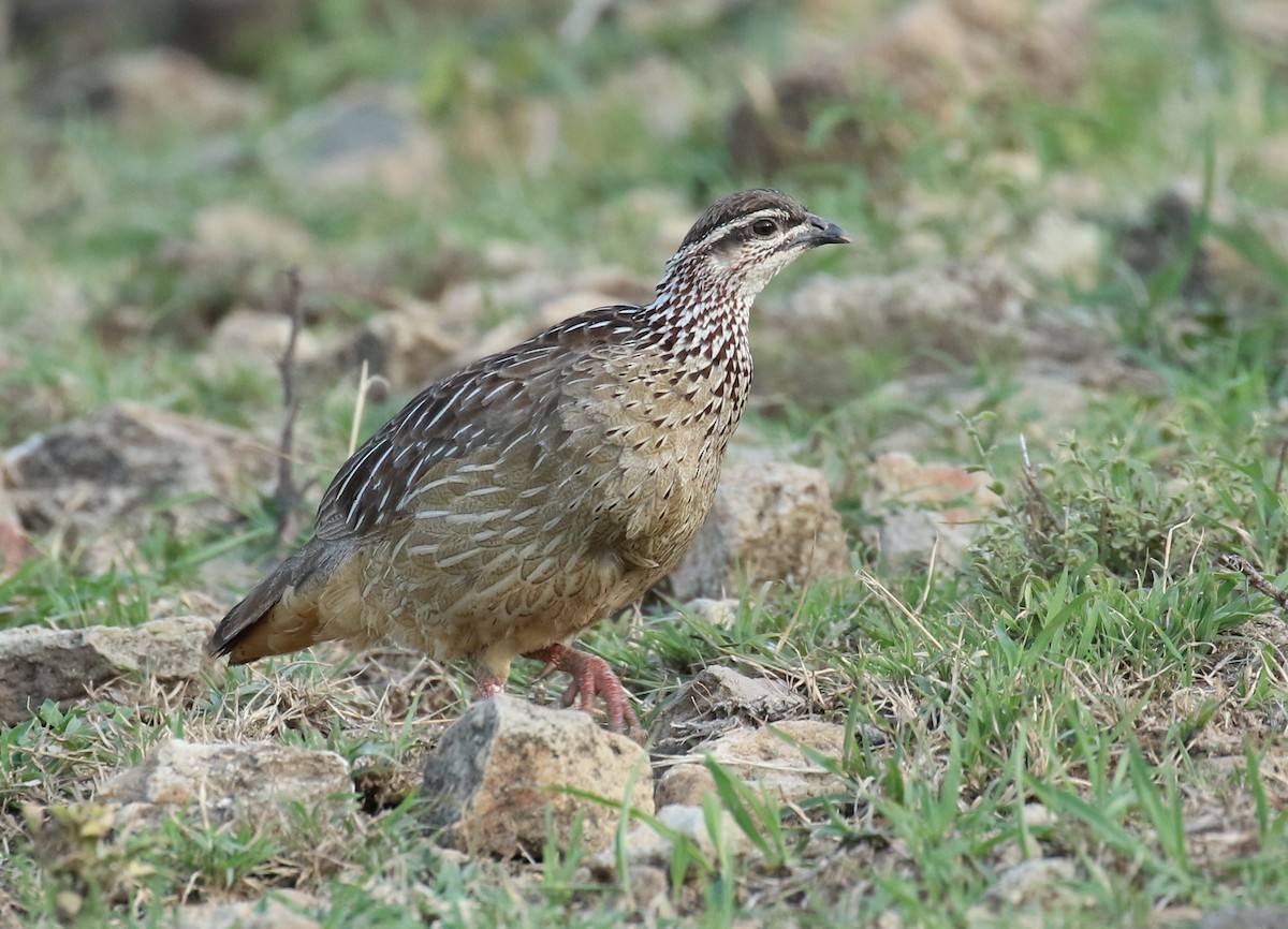 Crested Francolin - ML186125351