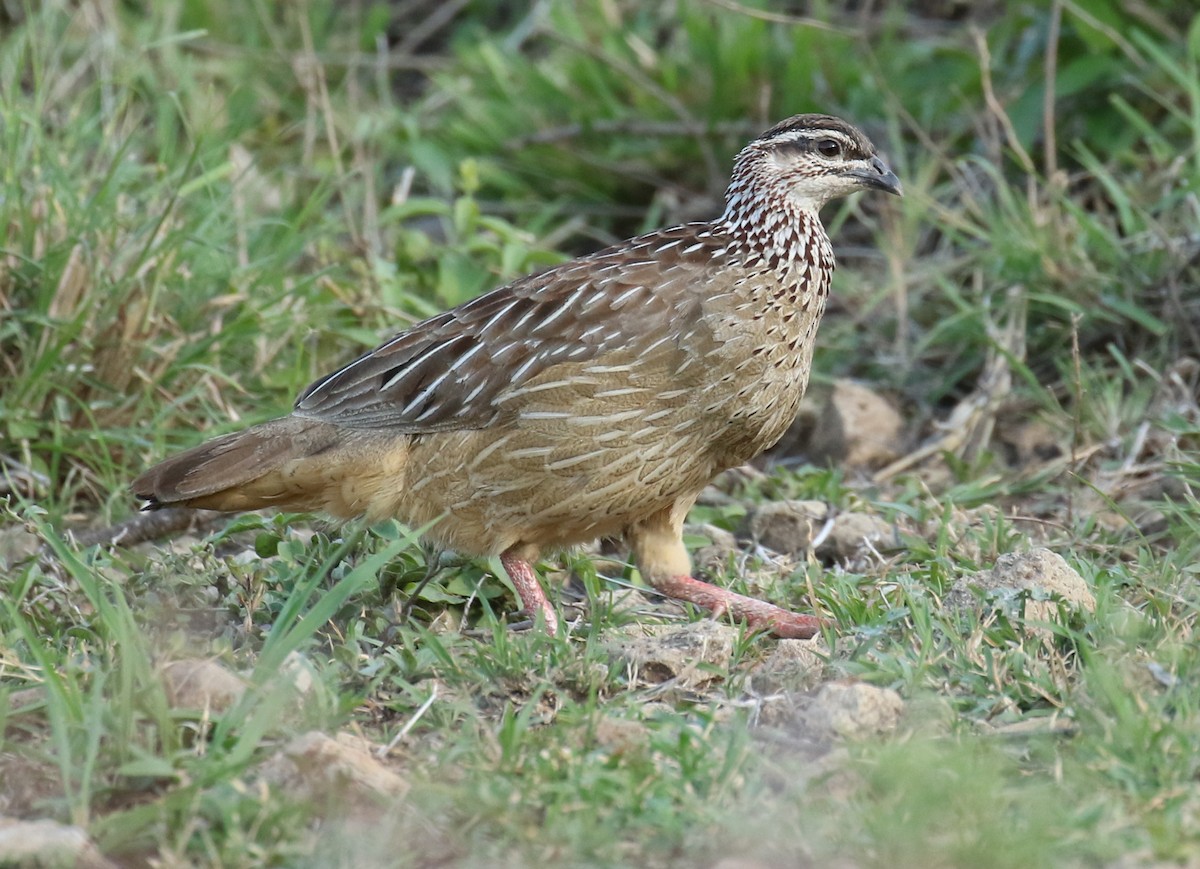 Crested Francolin - ML186125371