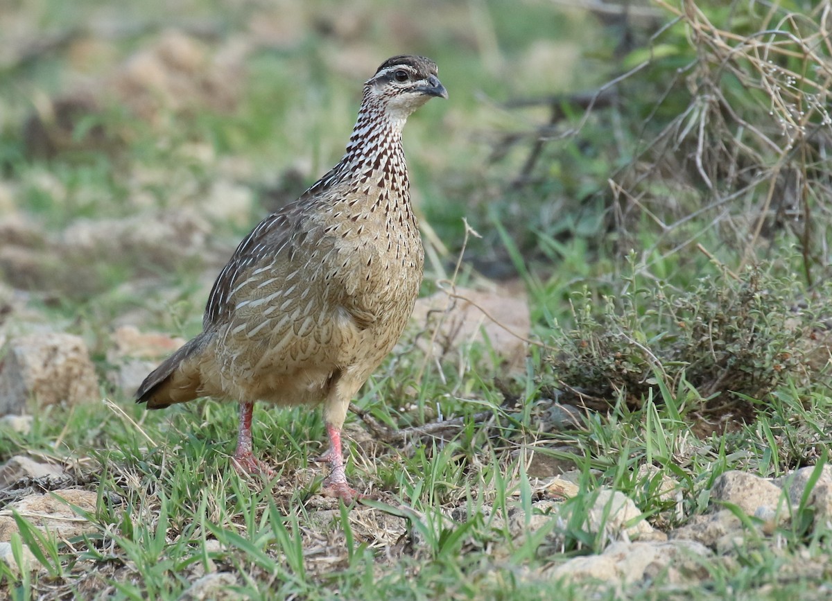 Crested Francolin - ML186125391