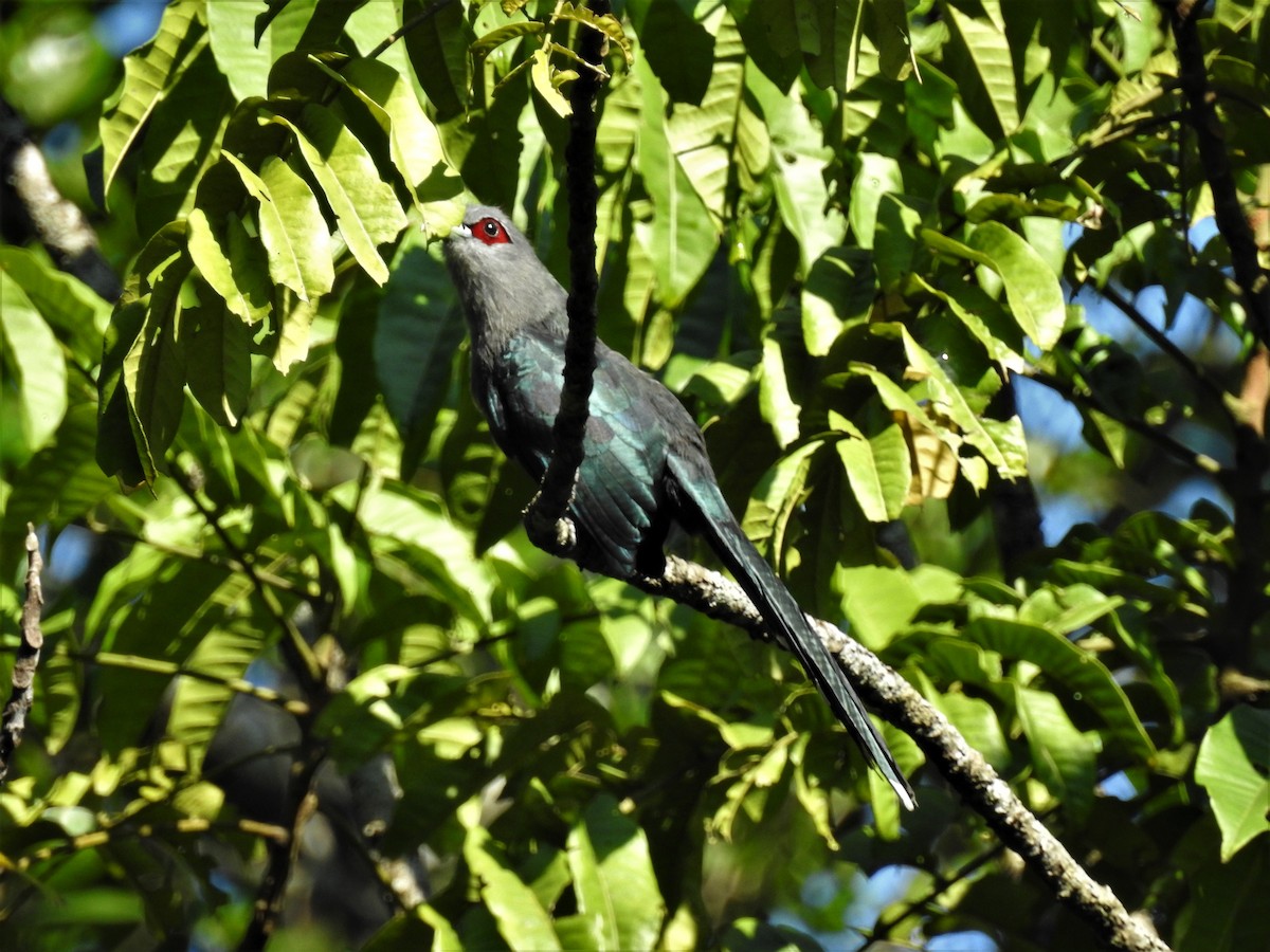 Black-bellied Malkoha - Andy Lee