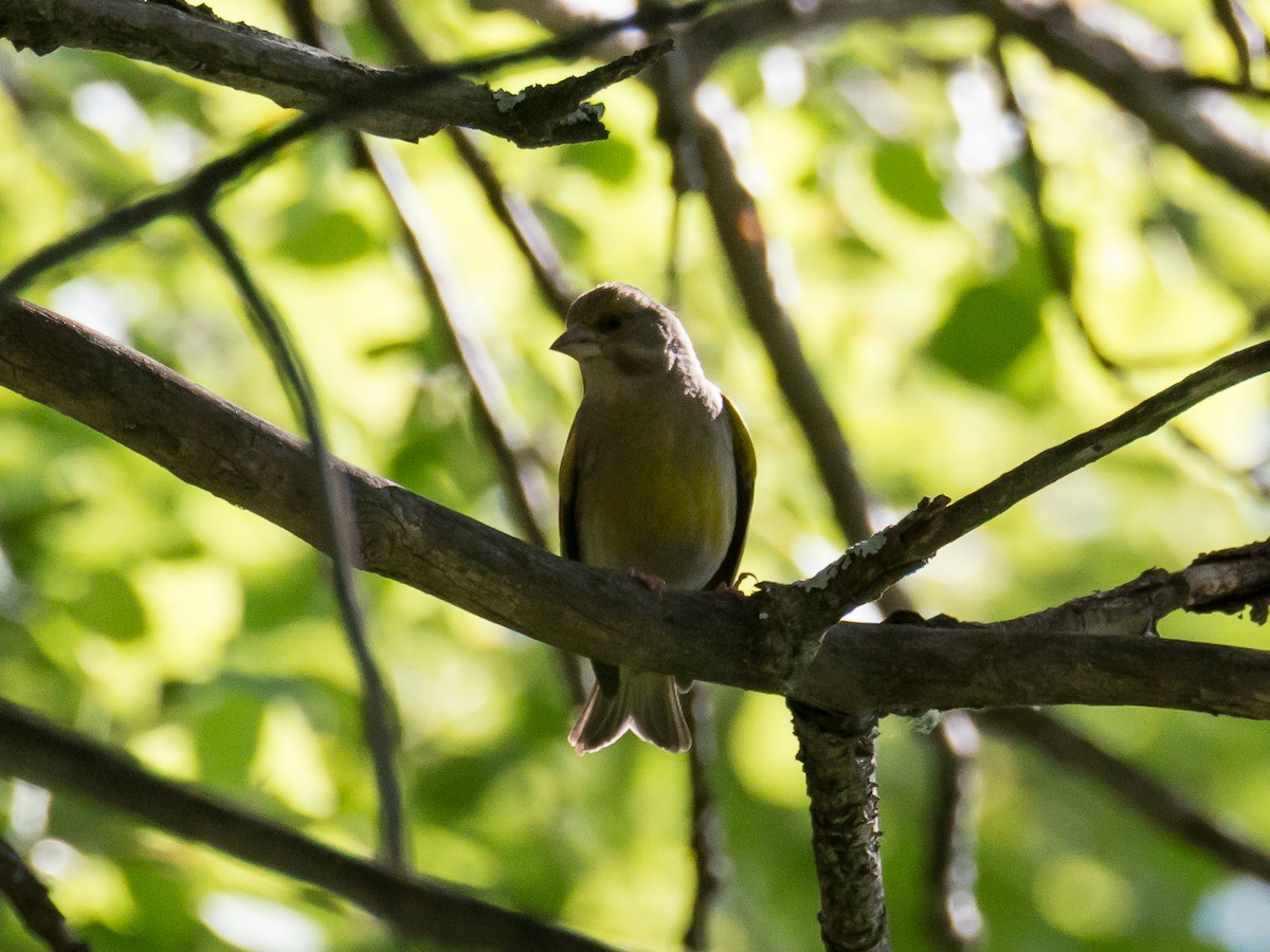 European Greenfinch - ML186125851