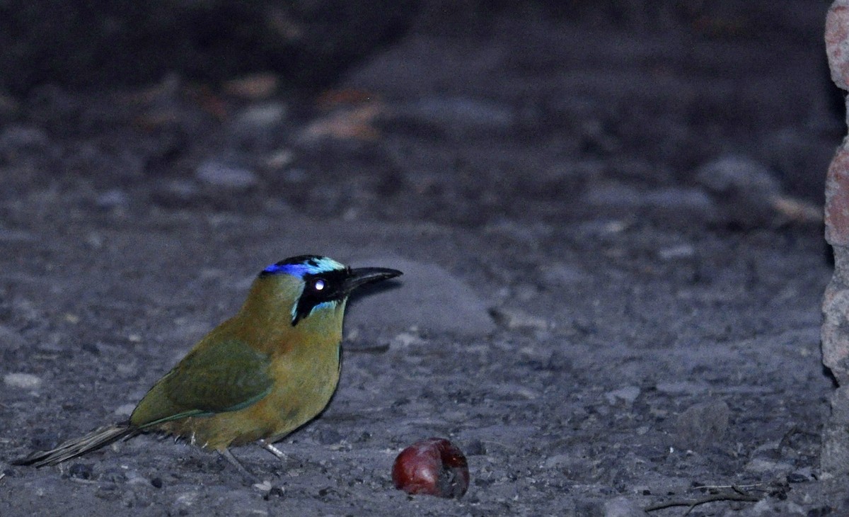 Amazonian Motmot - ML186126701