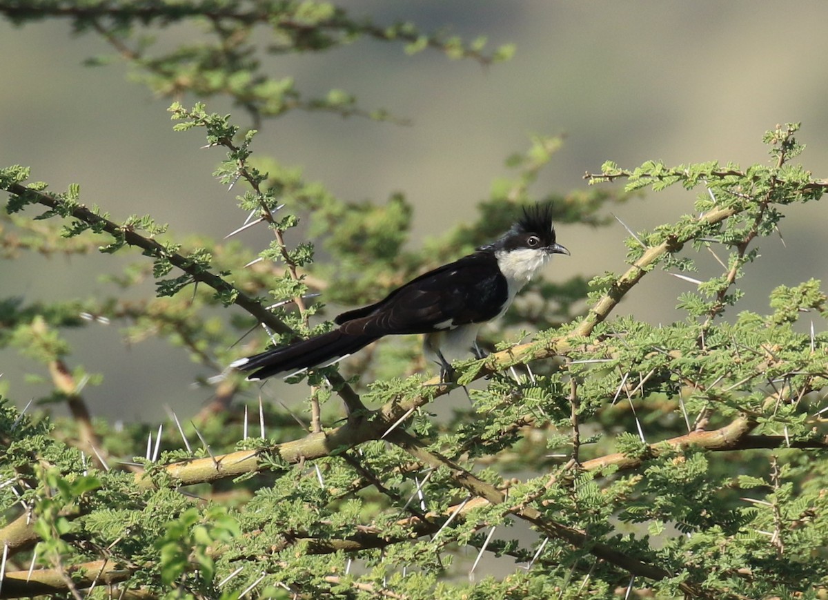 Pied Cuckoo - Fikret Ataşalan