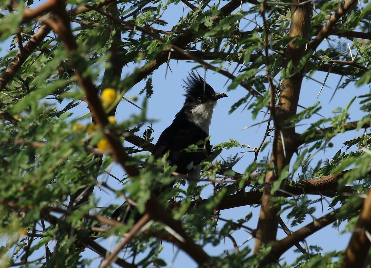 Pied Cuckoo - Fikret Ataşalan