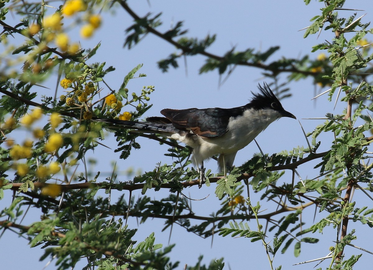 Pied Cuckoo - ML186127561