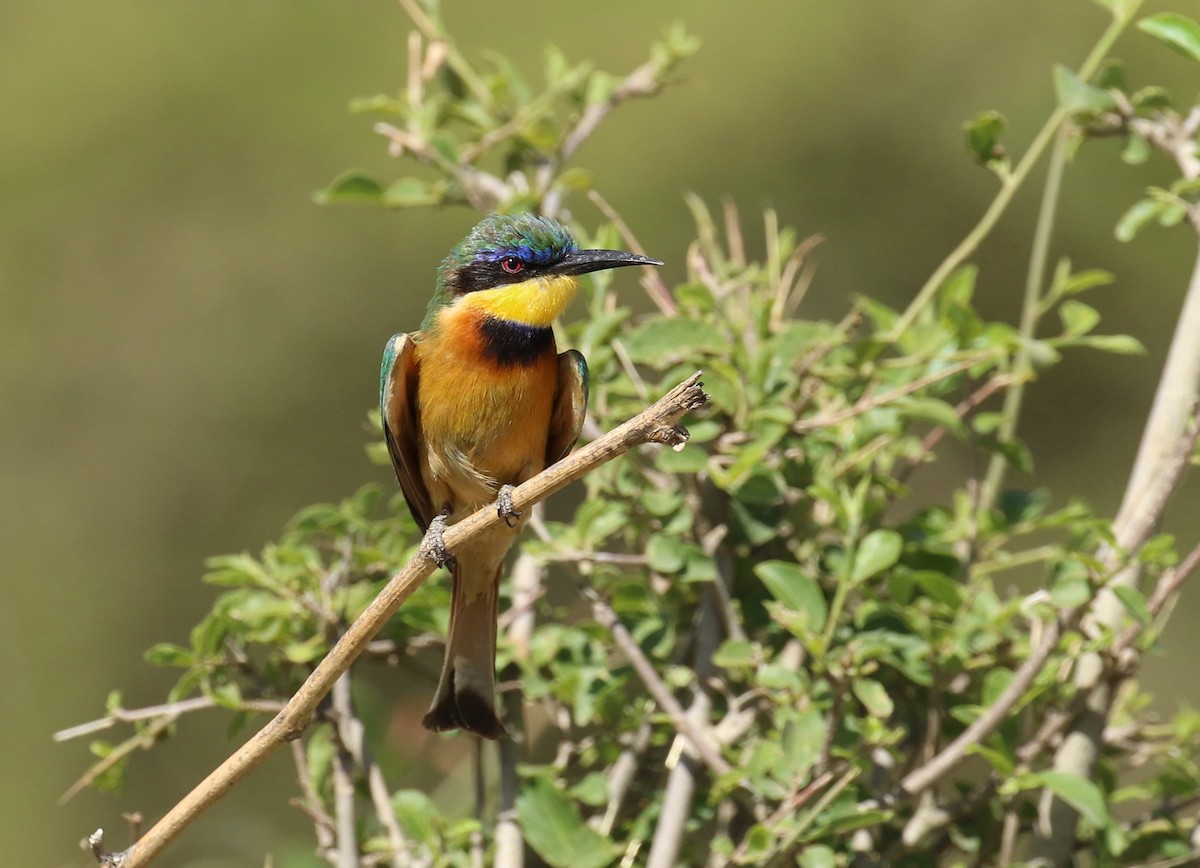Ethiopian Bee-eater - ML186127611