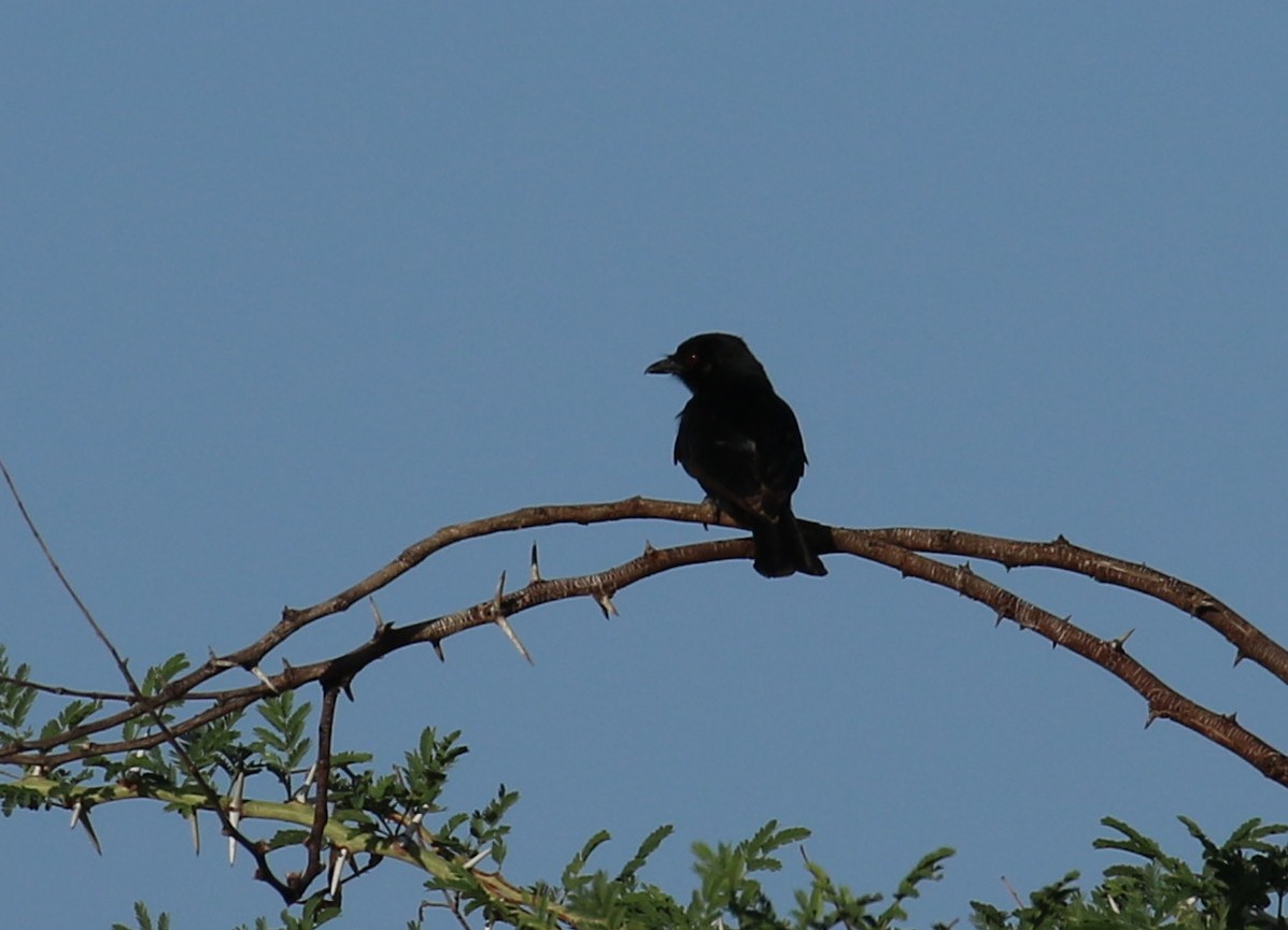 Fork-tailed Drongo - ML186127691