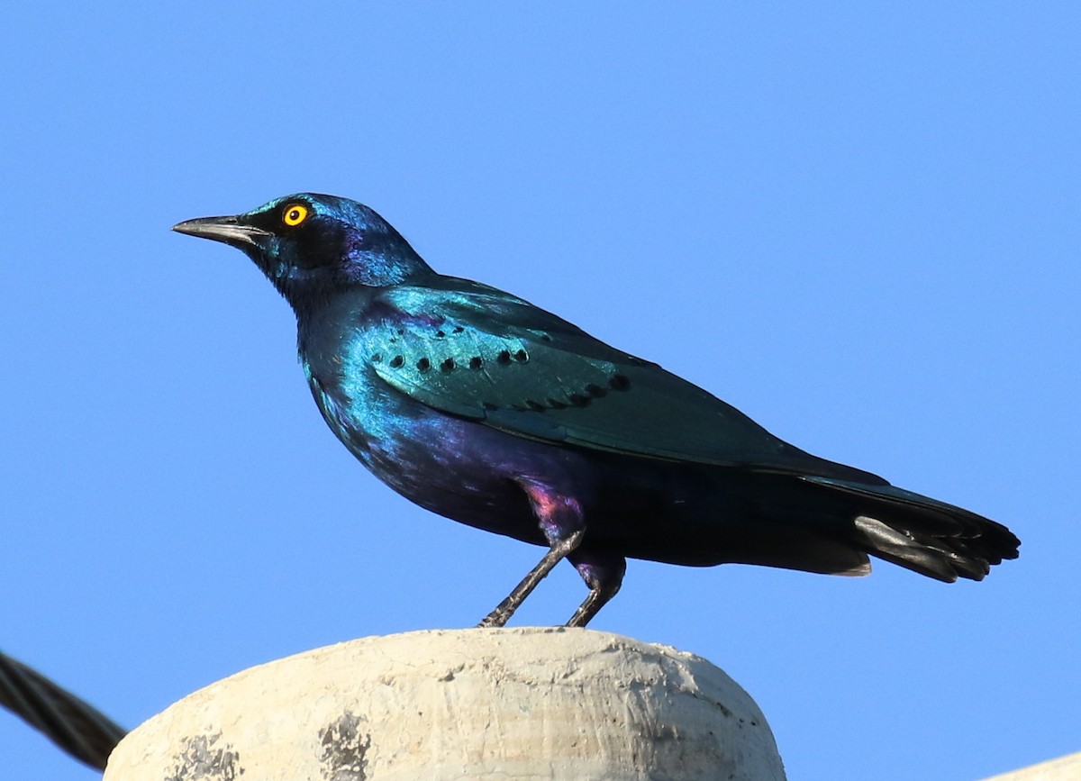 Greater Blue-eared Starling - ML186127701