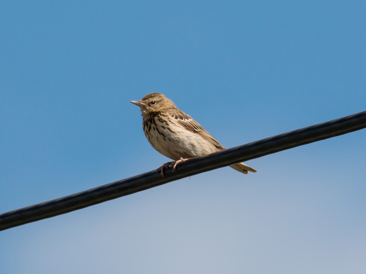 Tree Pipit - ML186127791