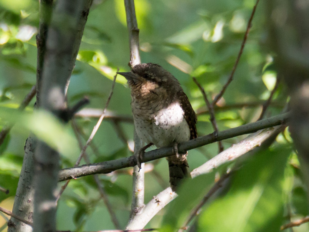 Eurasian Wryneck - ML186128651