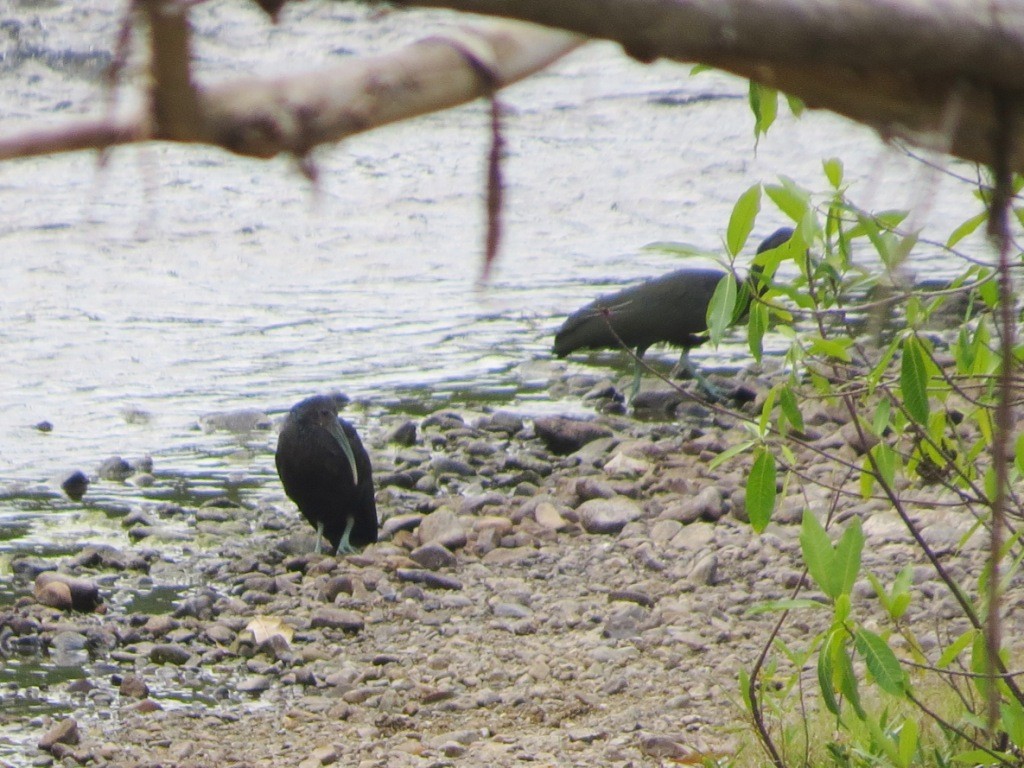 Ibis Verde - ML186129631