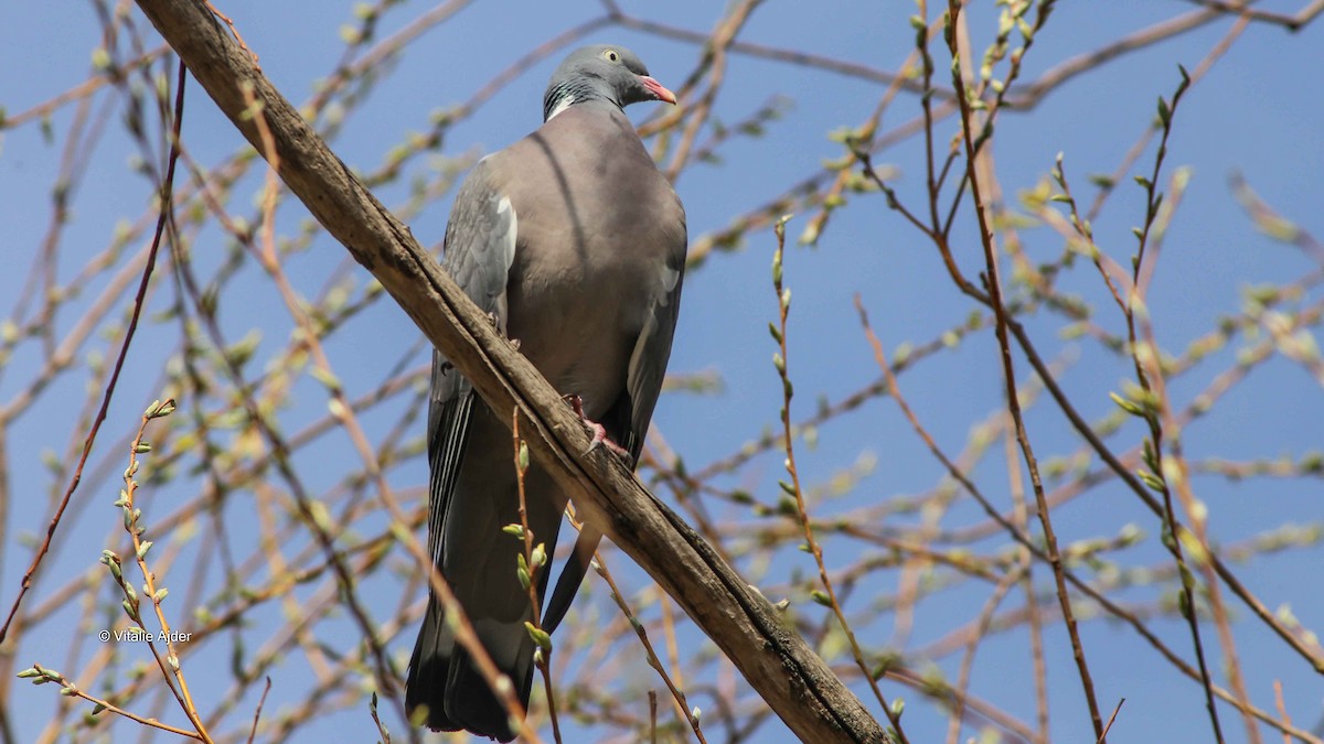 Common Wood-Pigeon - ML186131561