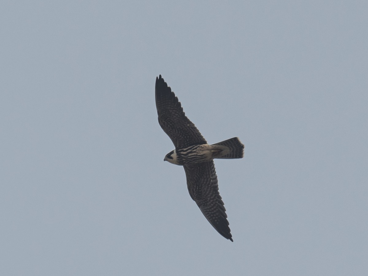 Eurasian Hobby - ML186135111