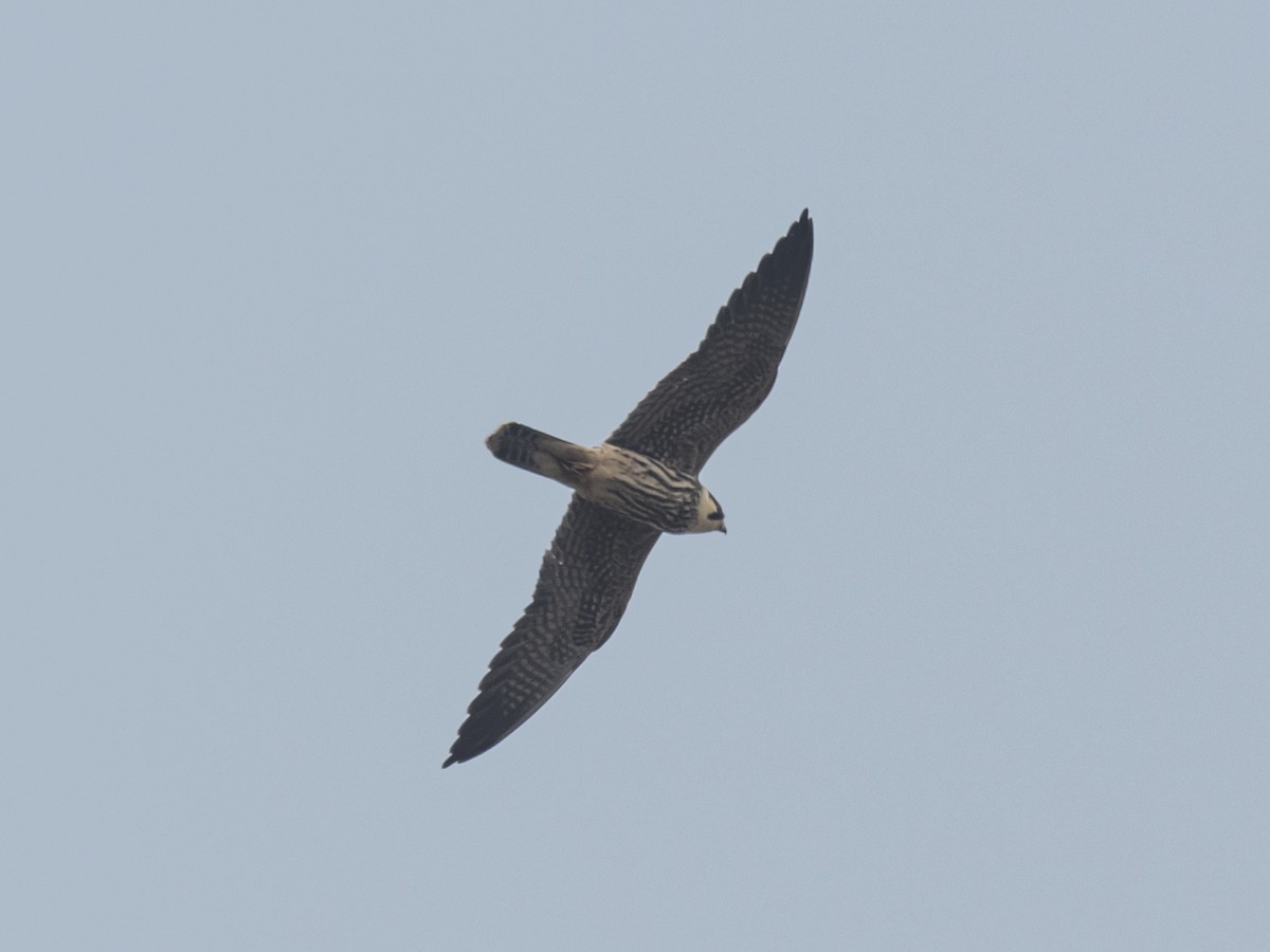 Eurasian Hobby - ML186135121