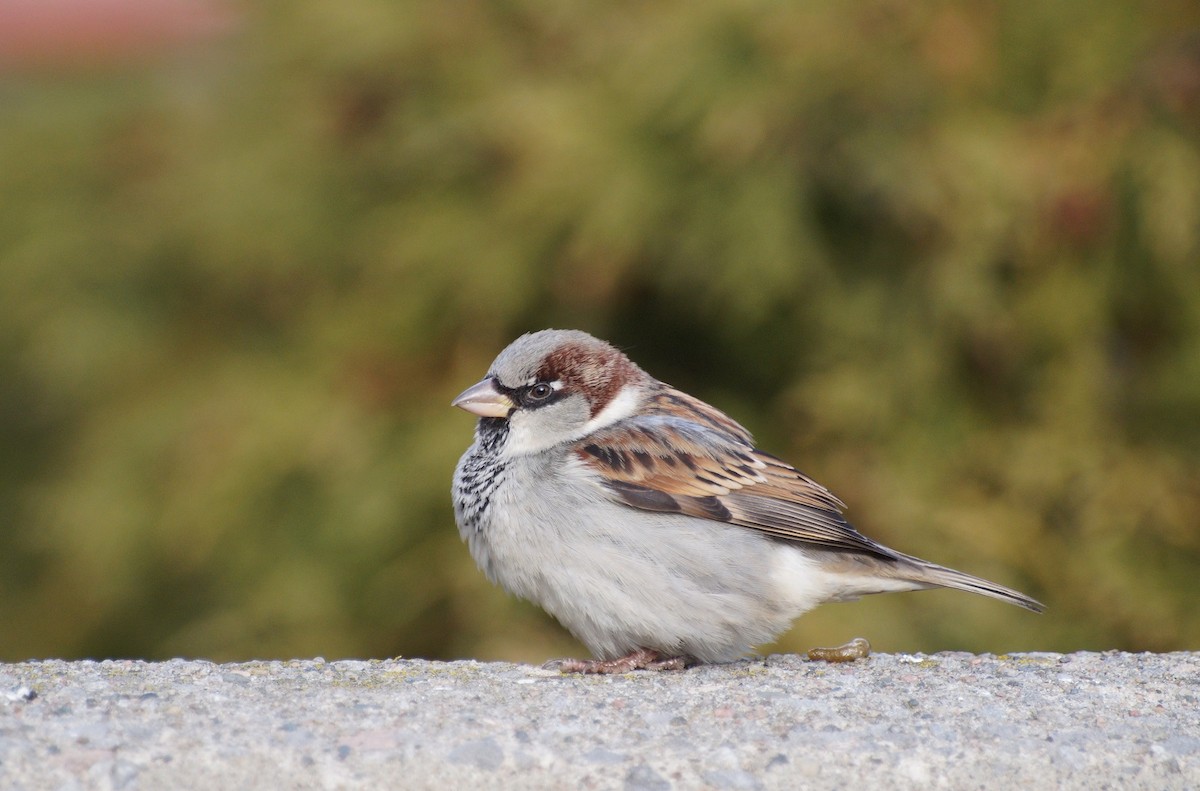 House Sparrow - Dan Sochirca