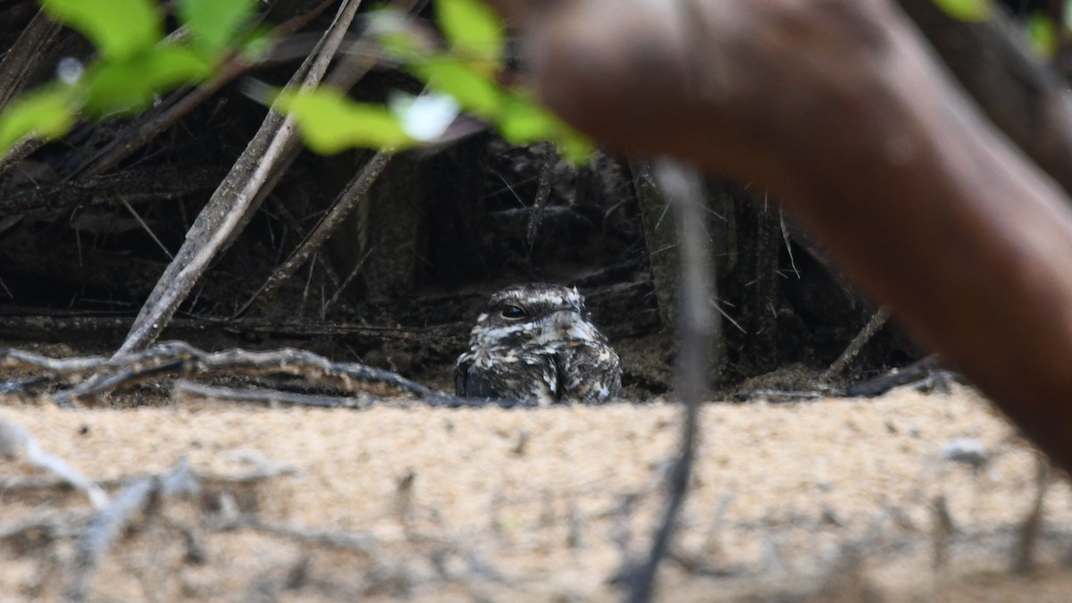 Ladder-tailed Nightjar - Carl Winstead