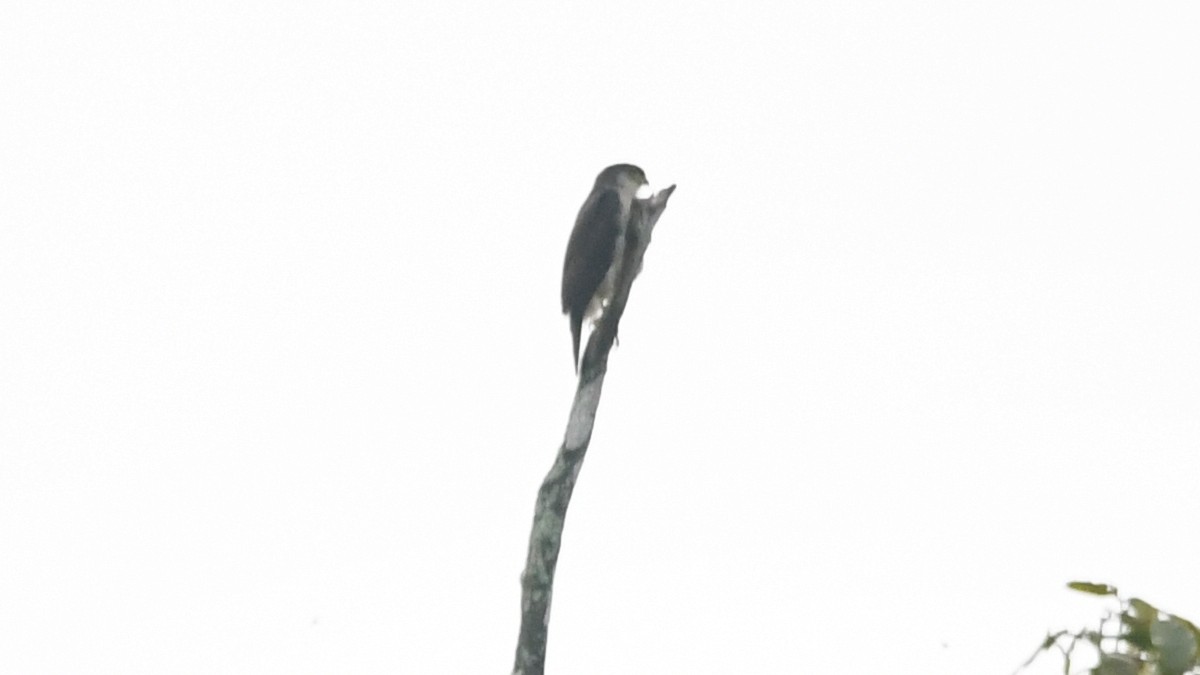 Tiny Hawk - ML186138581