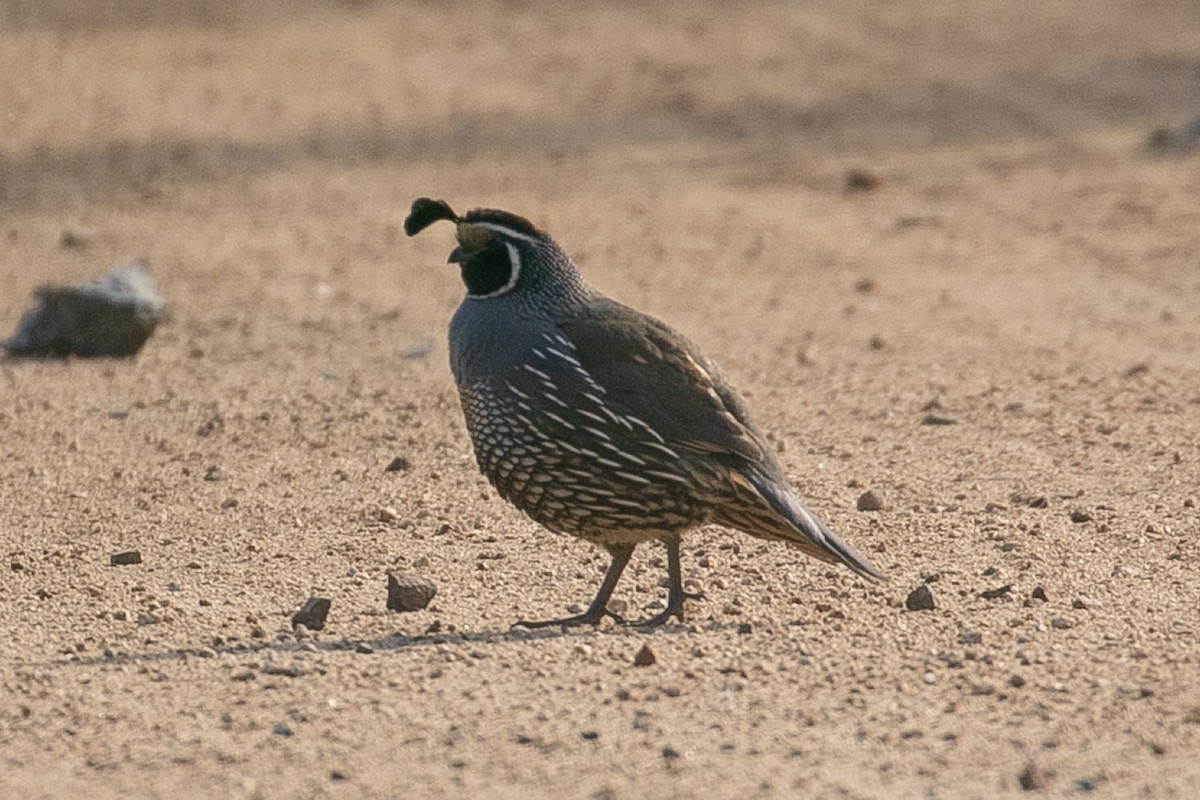 California Quail - John Reynolds