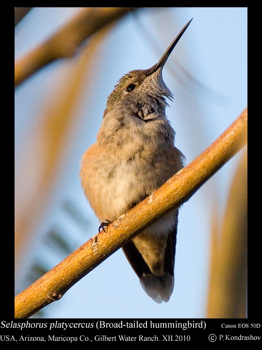 Broad-tailed Hummingbird - ML186142421