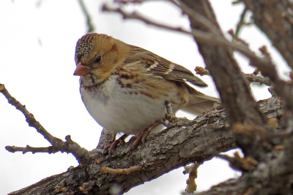 Harris's Sparrow - ML186142711