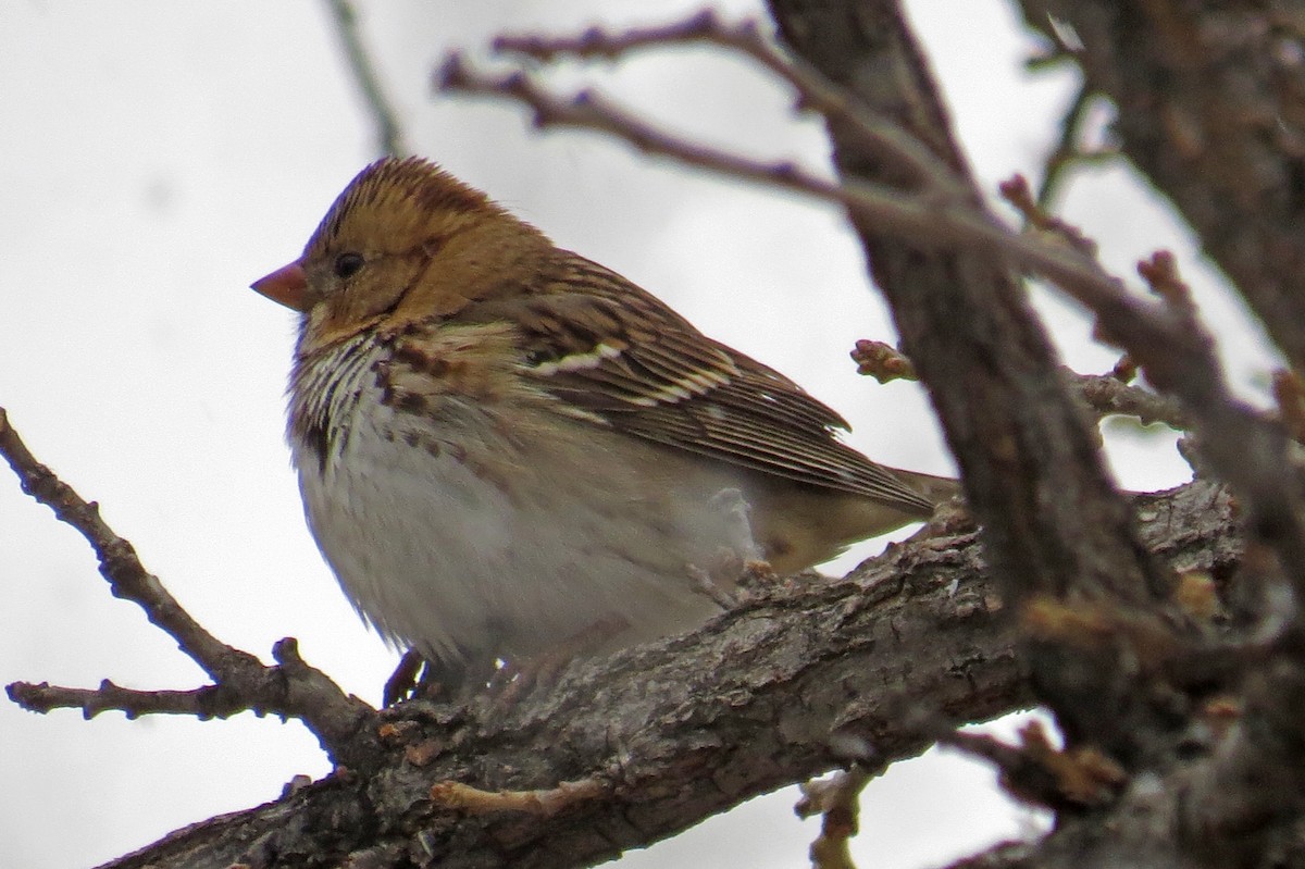 Harris's Sparrow - ML186142721