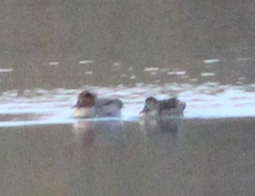 Green-winged Teal (American) - ML186146241