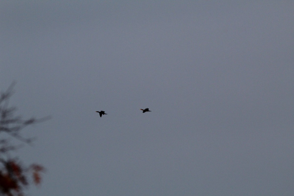 Double-crested Cormorant - Lily Morello