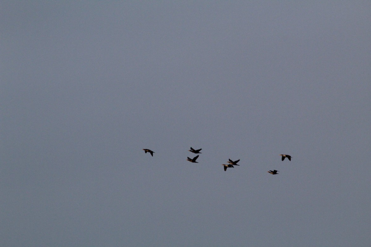 Double-crested Cormorant - ML186146591