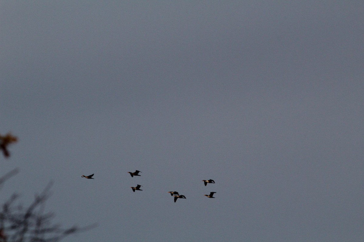 Double-crested Cormorant - ML186146601